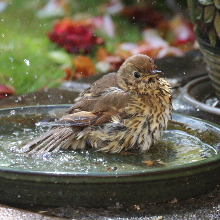Song thrush in bath