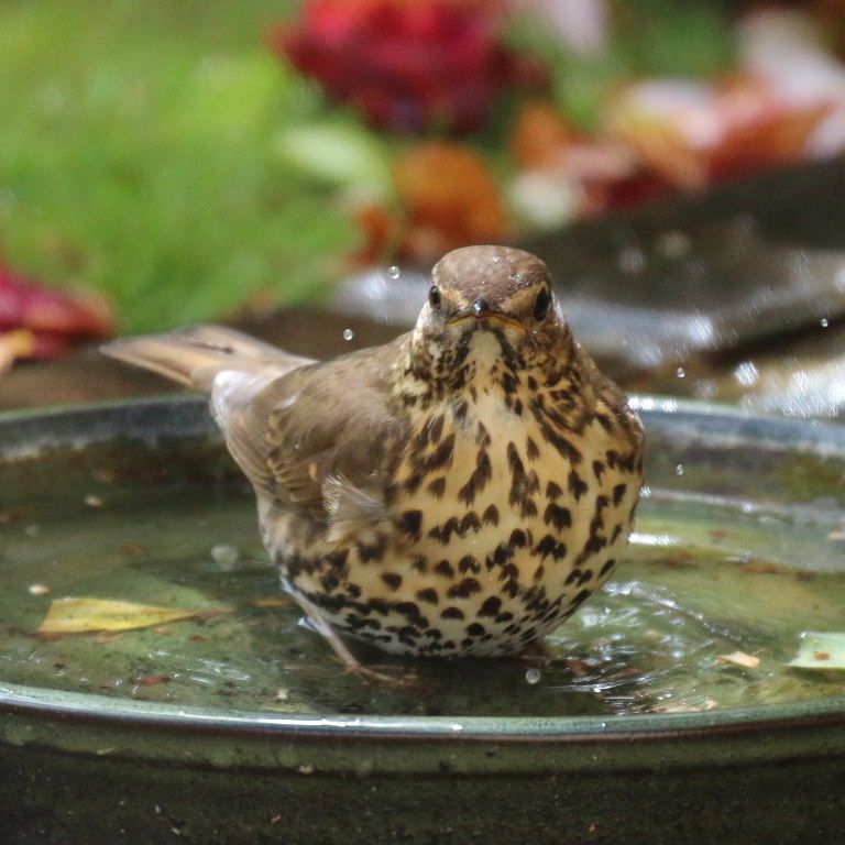 Song thrush in bath