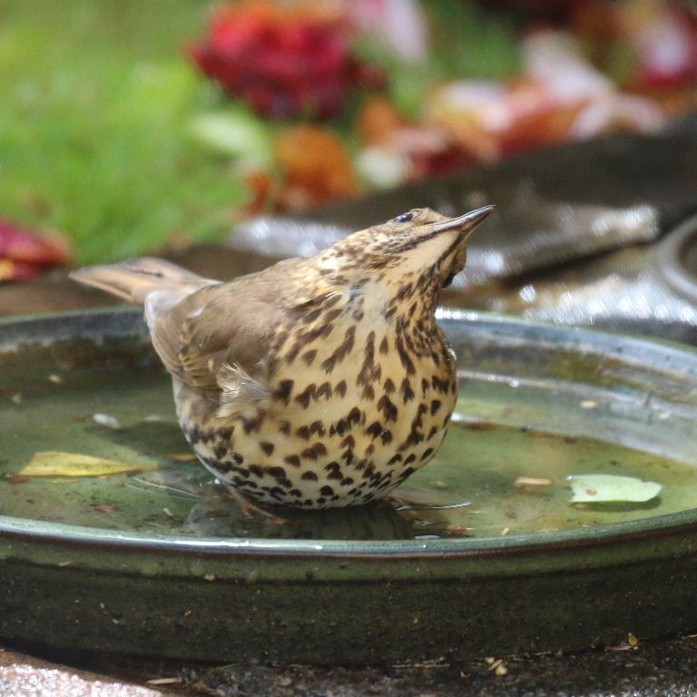 Song thrush in bath