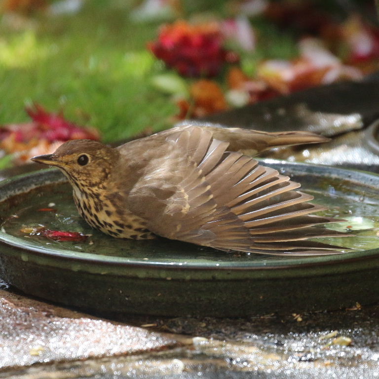 Song thrush in bath