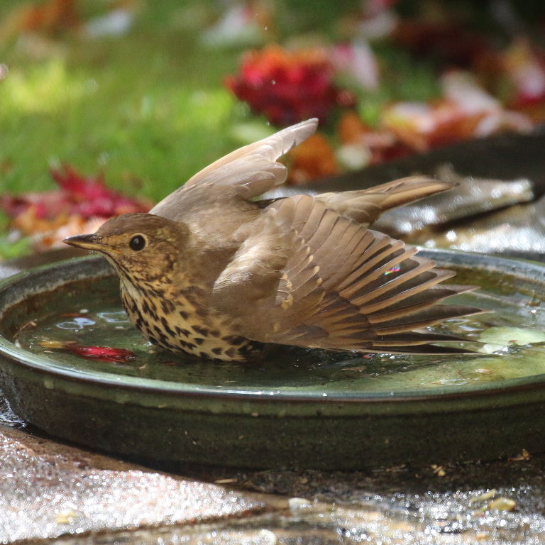Song thrush in bath