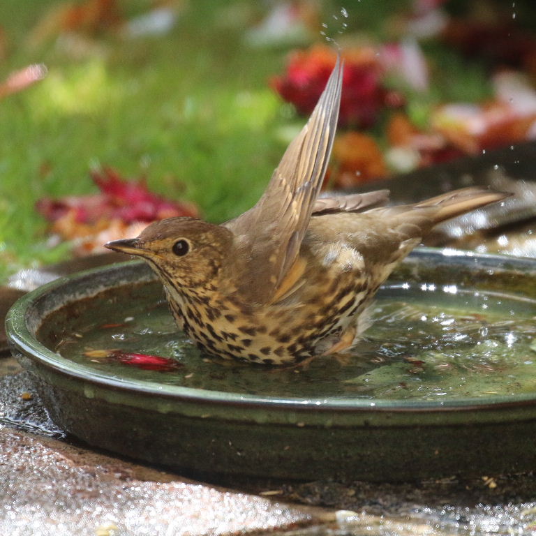 Song thrush in bath