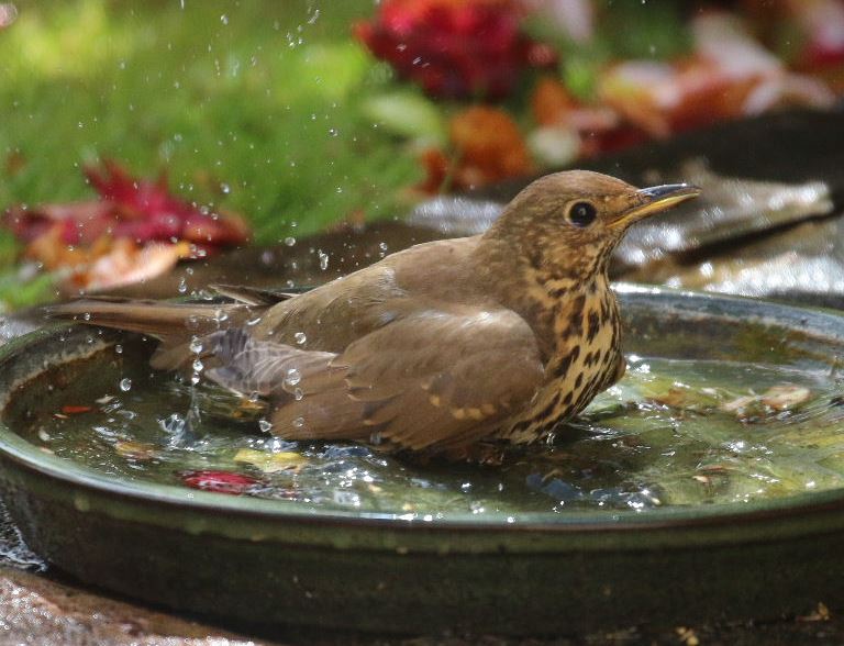 Song thrush in bath