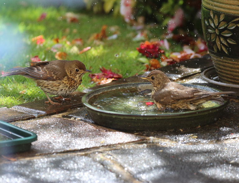 Song thrush in bath
