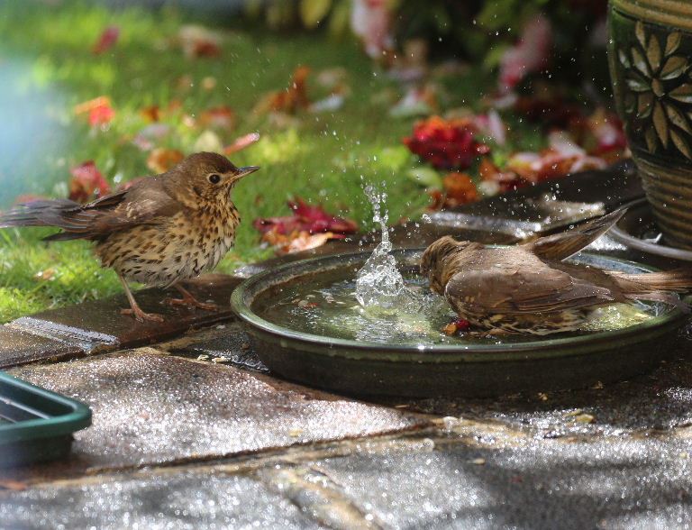 Song thrush in bath