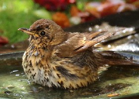 Song Thrush in bath