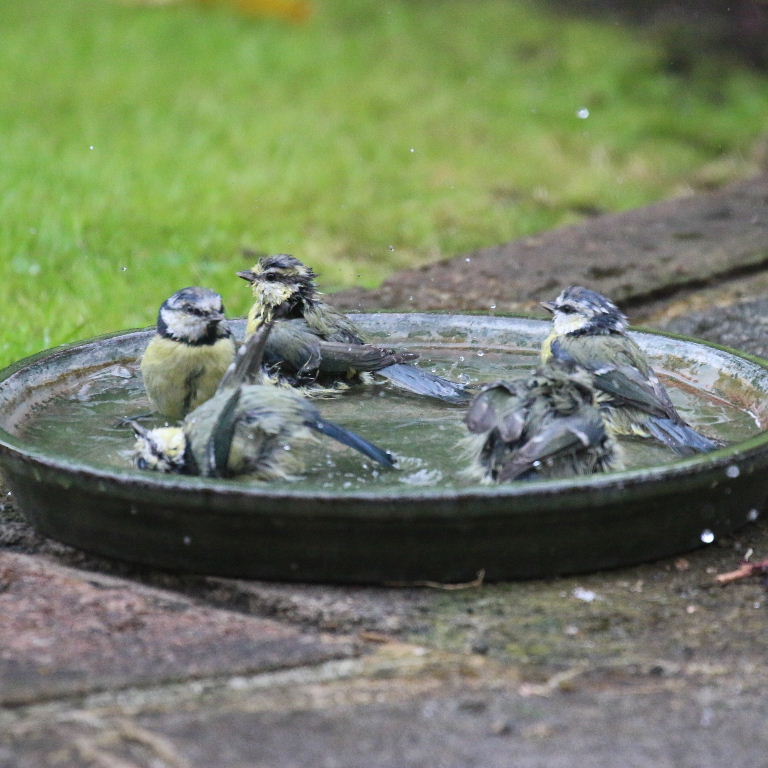 5 Bluetits bathing
