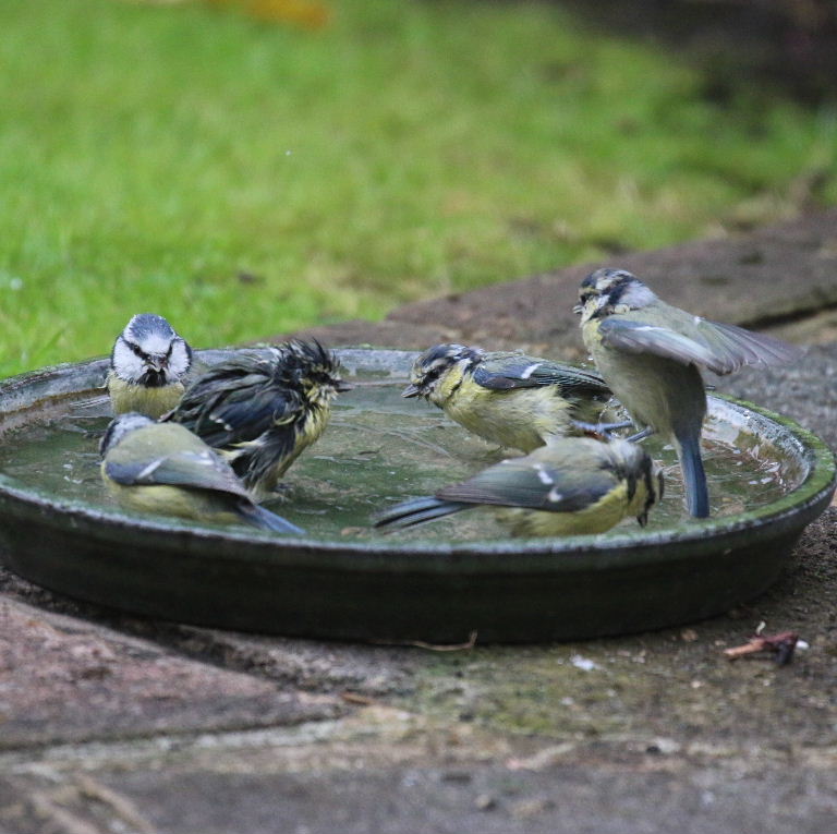 6 Bluetits bathing