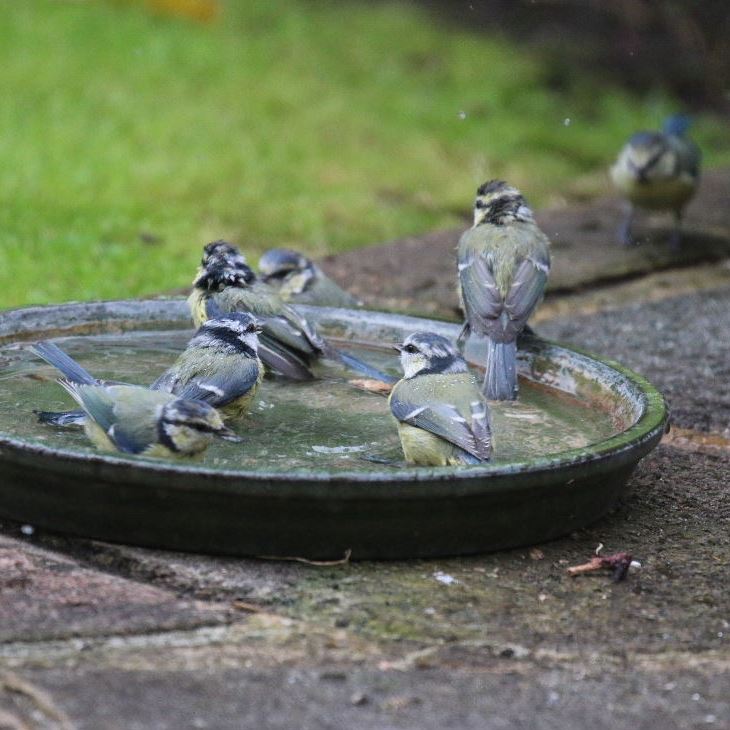 7 Bluetits bathing