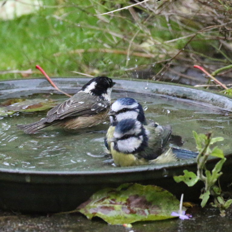 Blue Tit bath