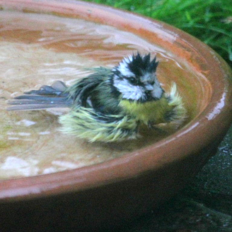 Blue Tit