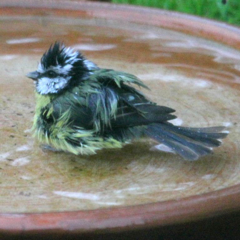 Blue Tit