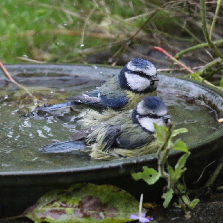 Blue Tit bathing
