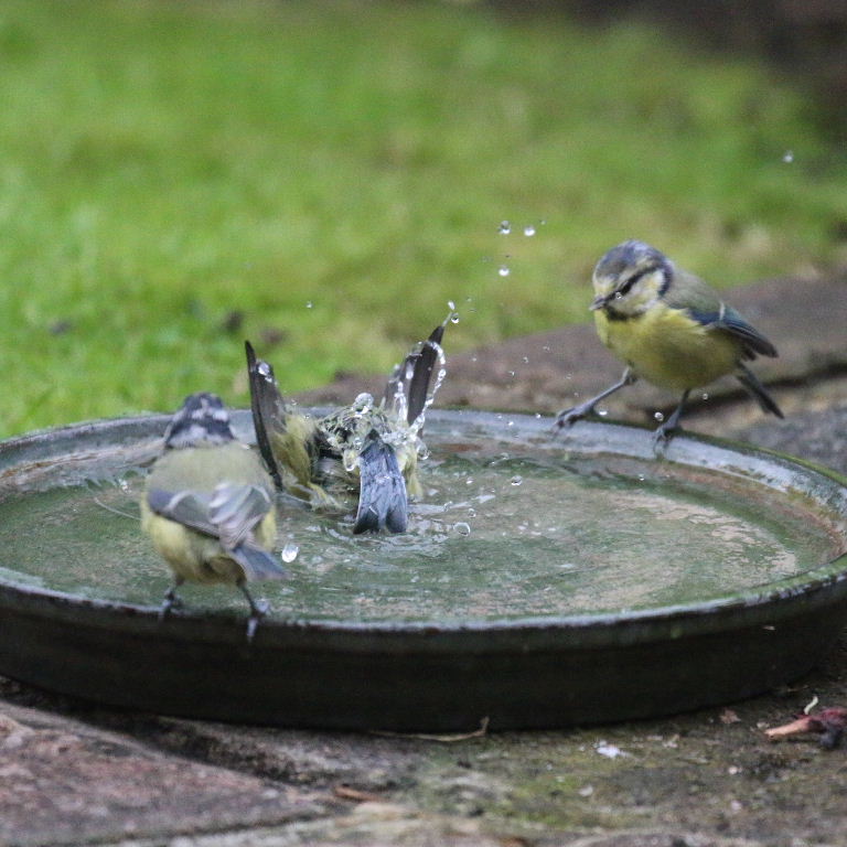 Blue Tit bathing