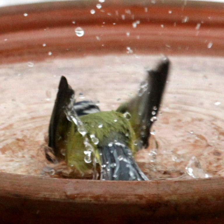 Blue Tit bathing