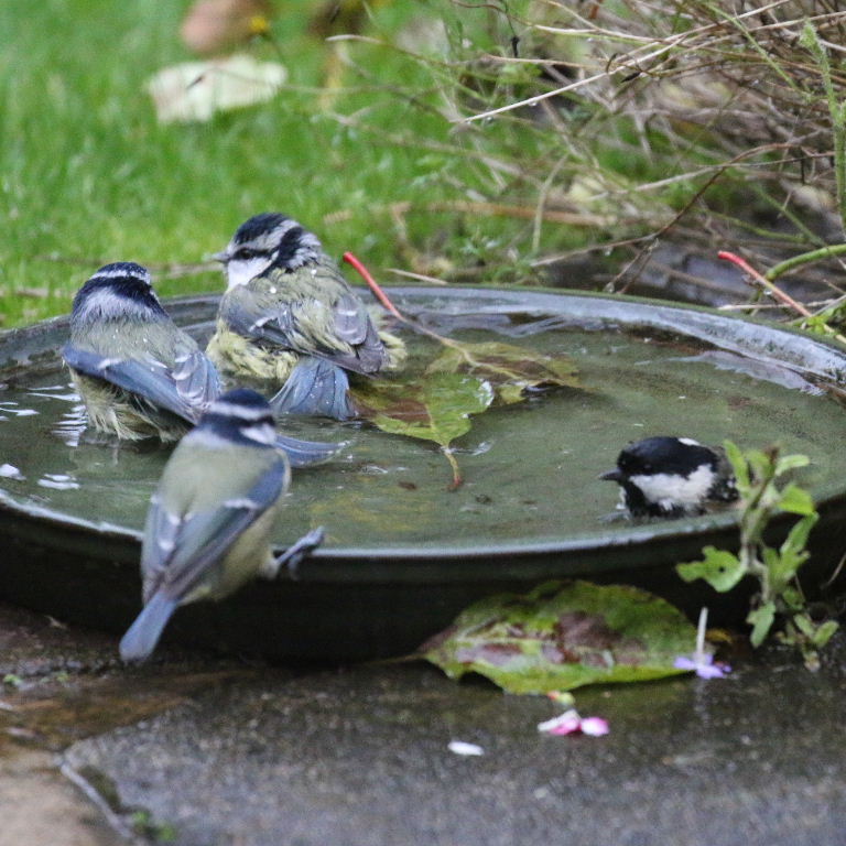 Blue Tit bathing