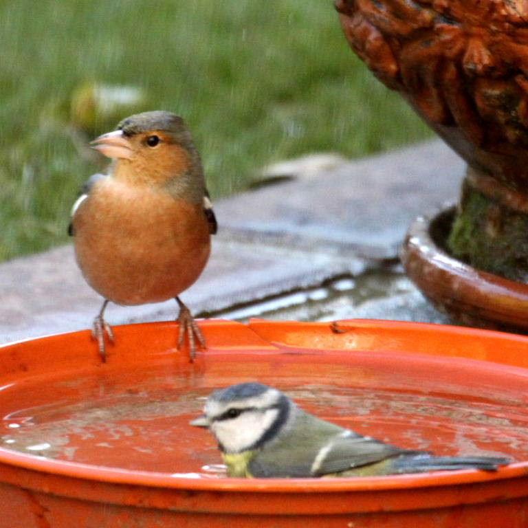Blue Tit bathing with Chaffinch