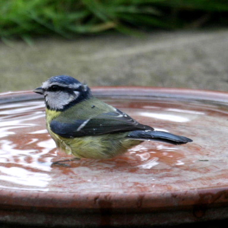 Blue Tit bathing