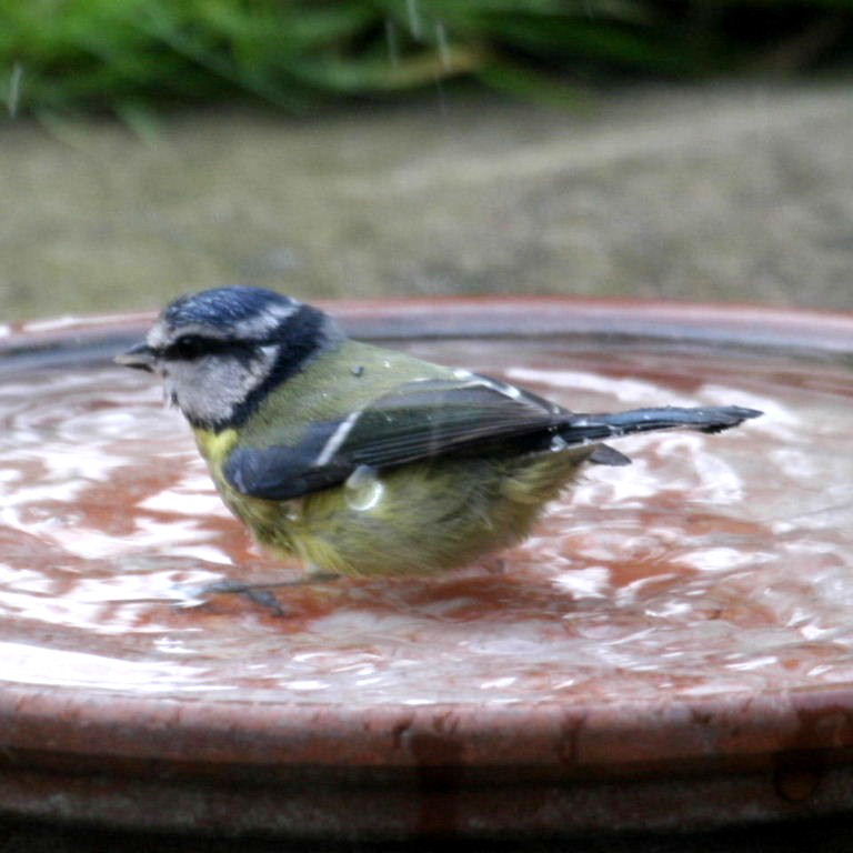 Blue Tit bathing