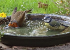 Blue Tit sharing bath with Robin