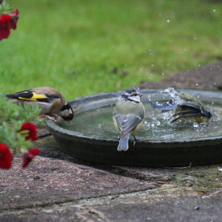 Blue Tit bath plus goldfinch