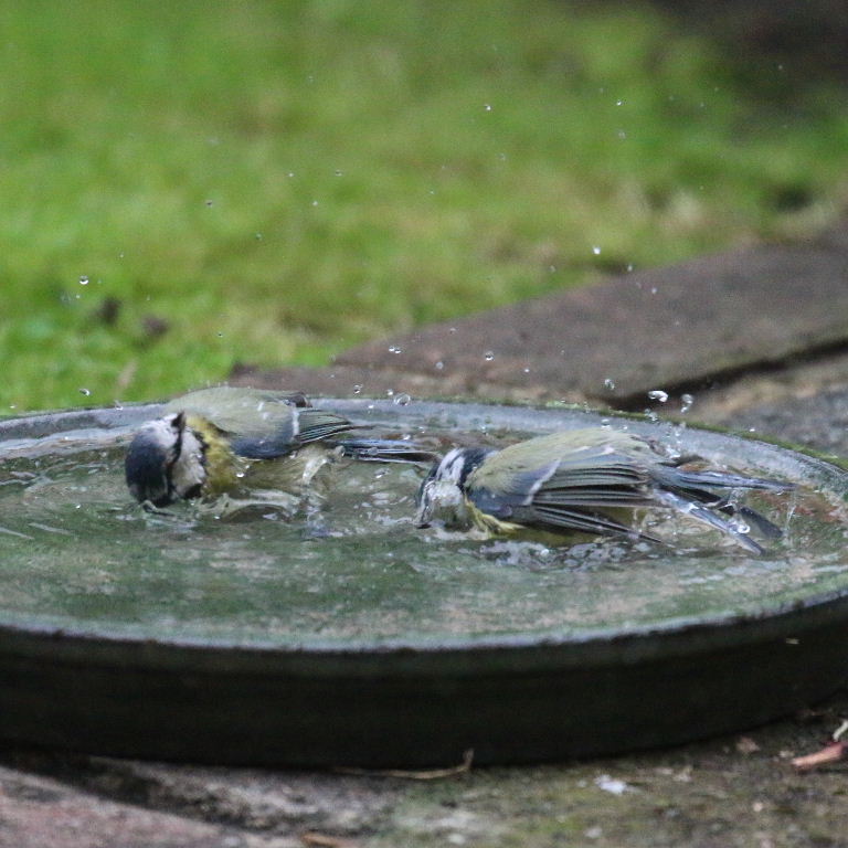 Synchronised swimming