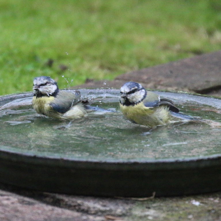 Synchronised swimming