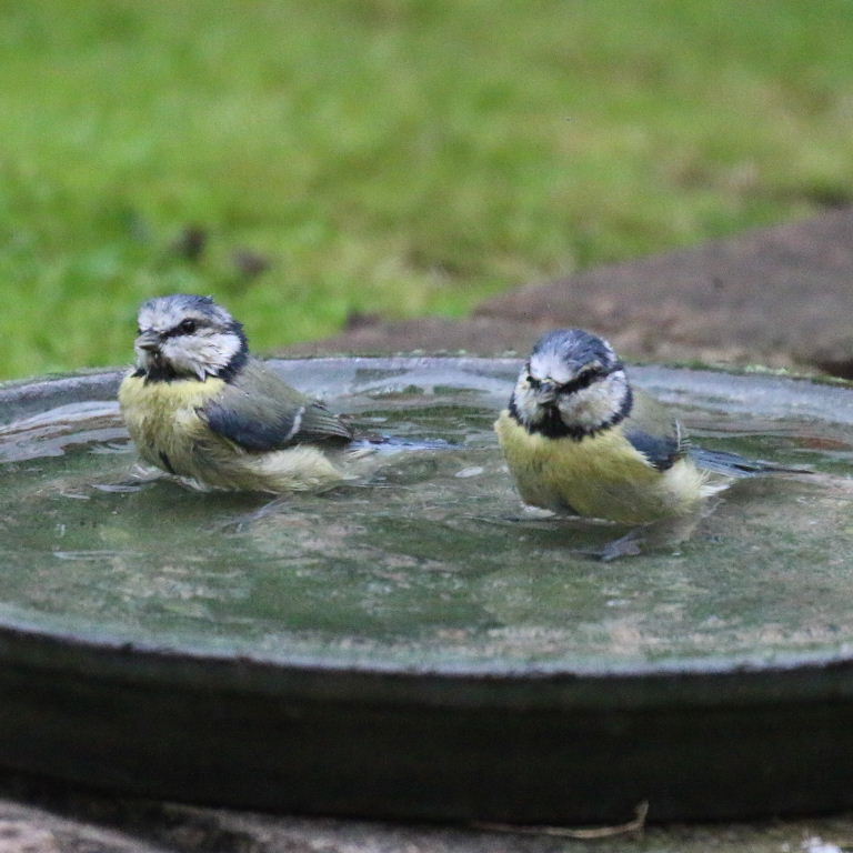 Synchronised swimming