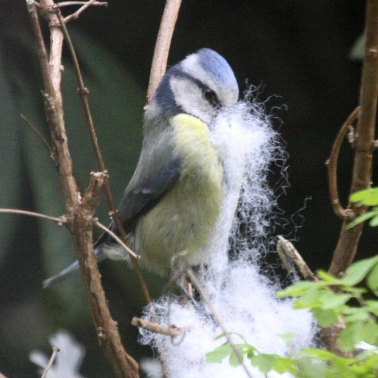 Blue Tit