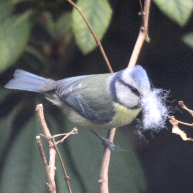 Blue Tit