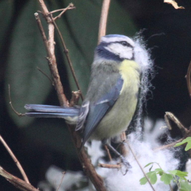 Blue Tit