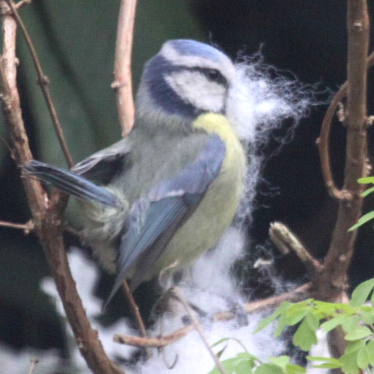 Blue Tit