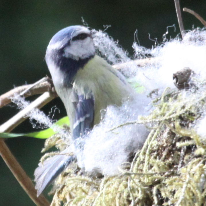 Blue Tit