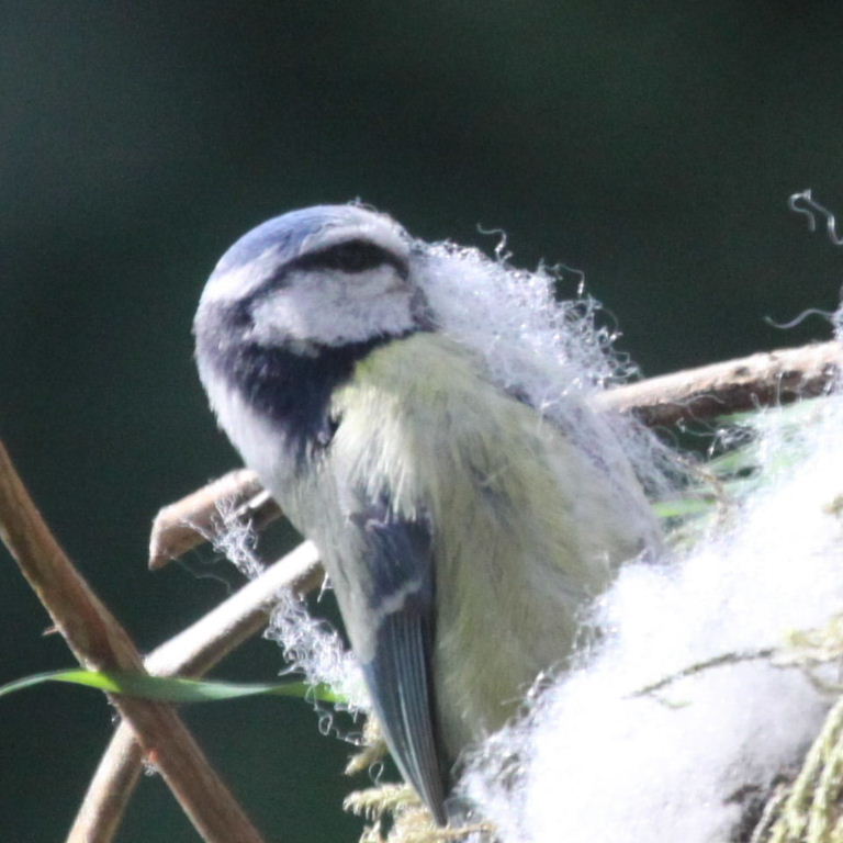 Blue Tit