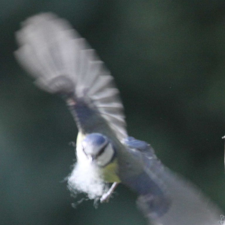 Blue Tit