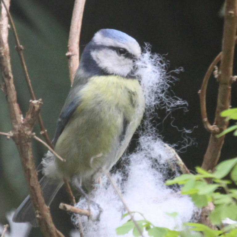 Blue Tit