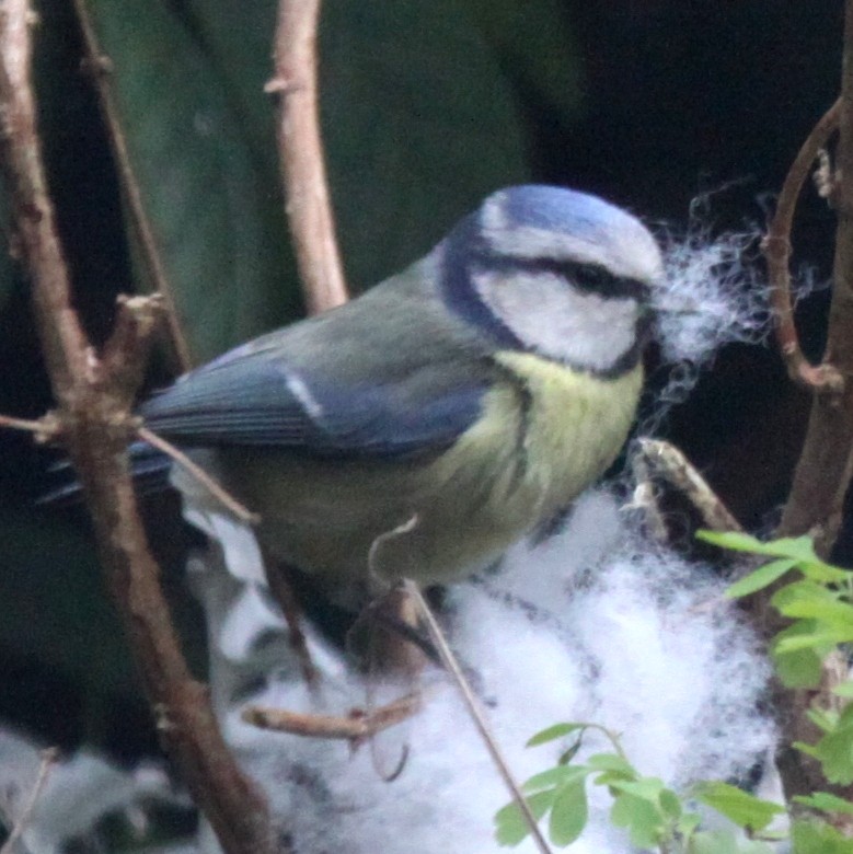Blue Tit