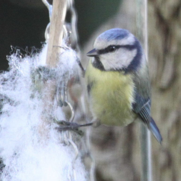 Blue Tit