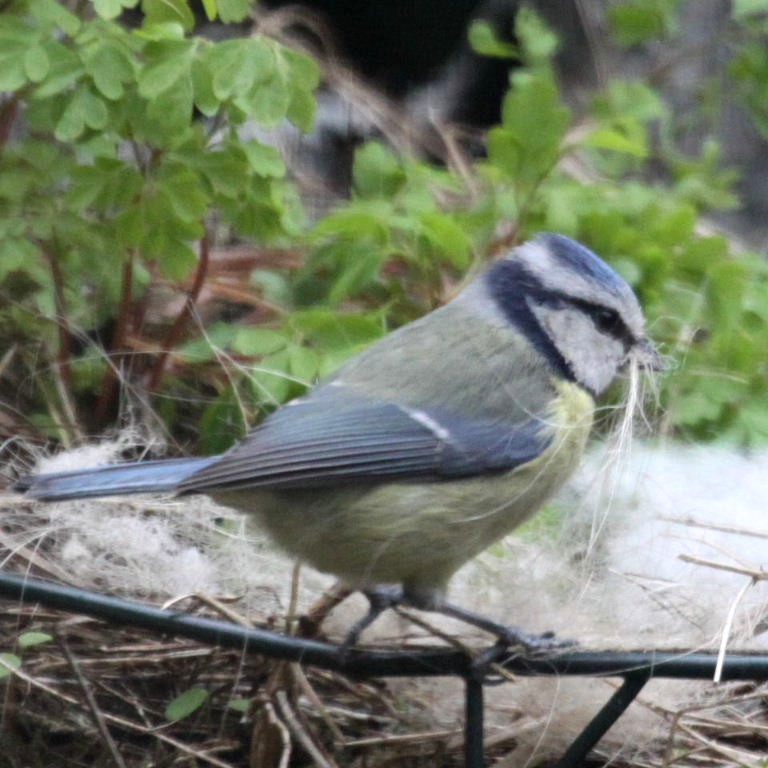 Blue Tit
