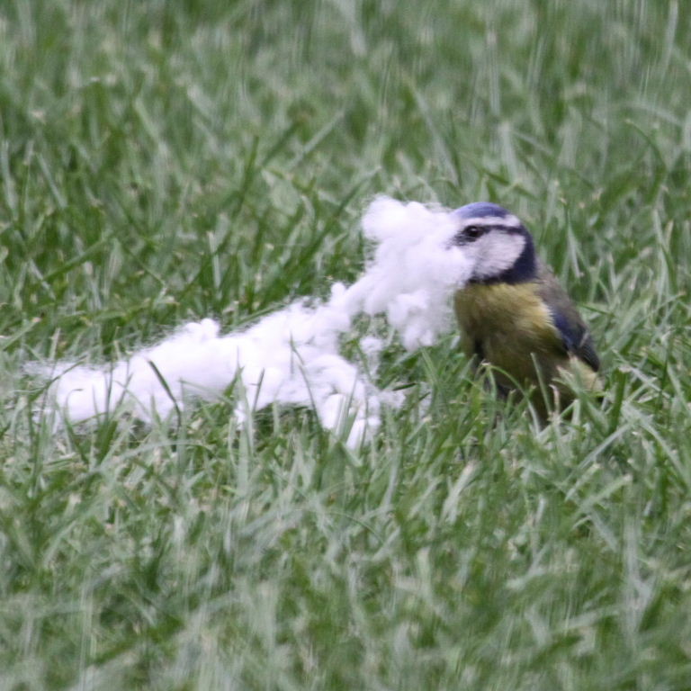 Blue Tit