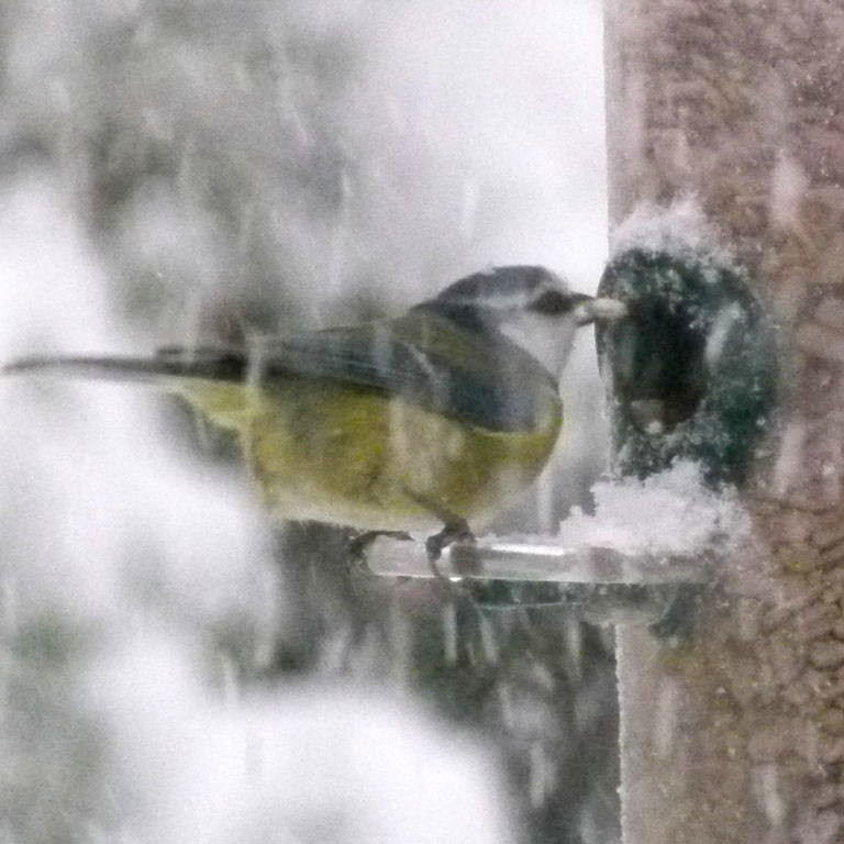 Blue Tit