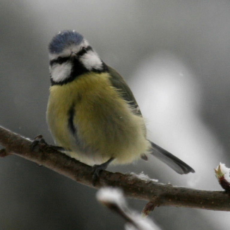 Blue Tit