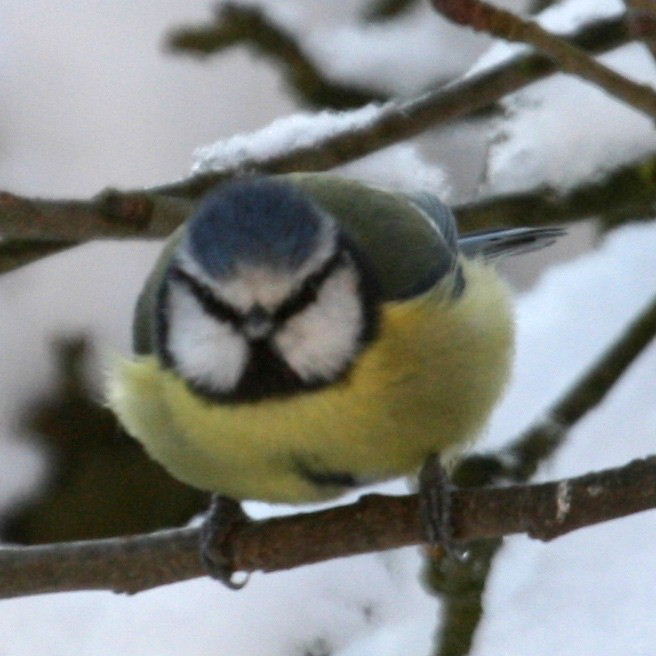 Blue Tit