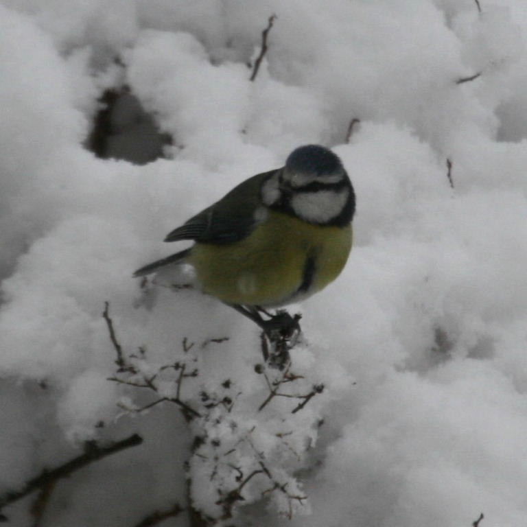 Blue Tit