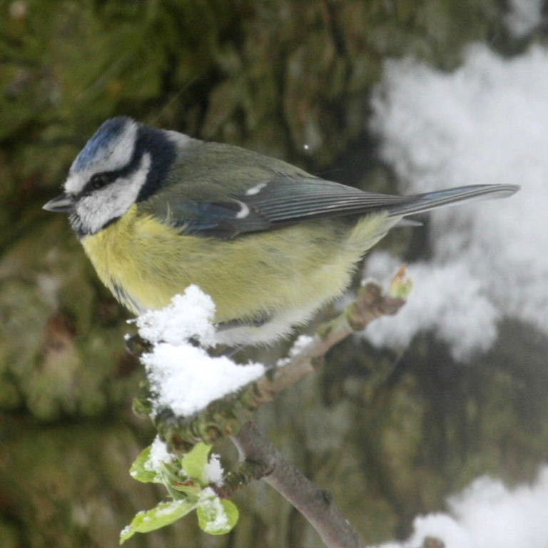 Blue Tit
