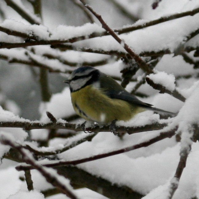 Blue Tit