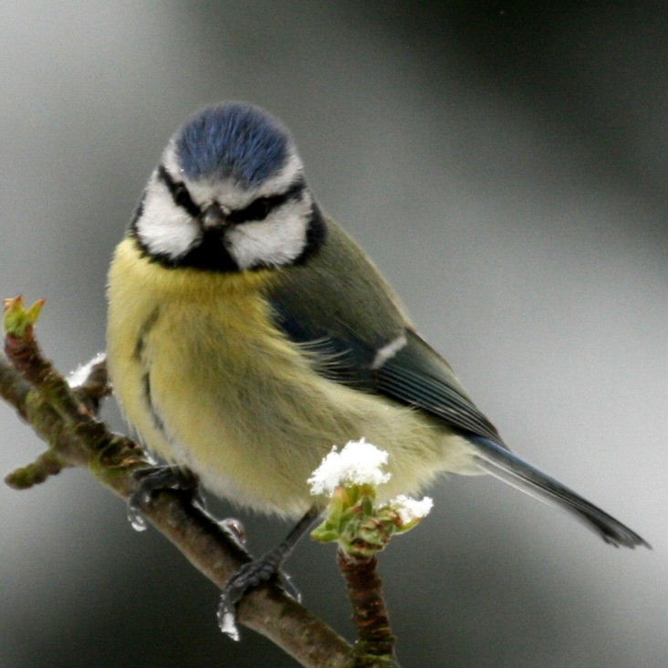 Blue Tit