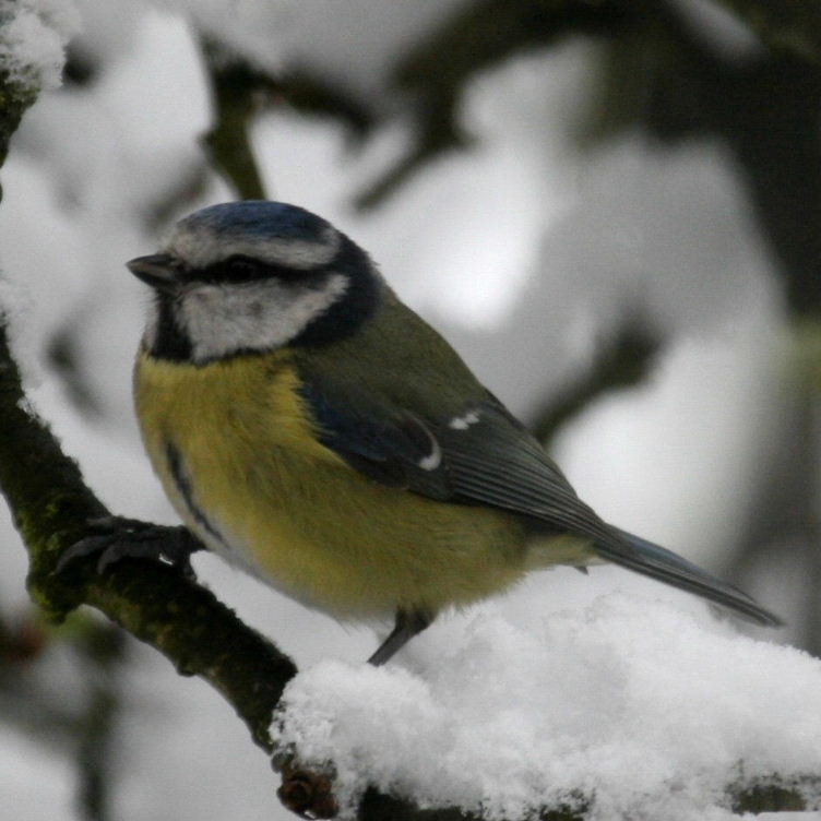 Blue Tit
