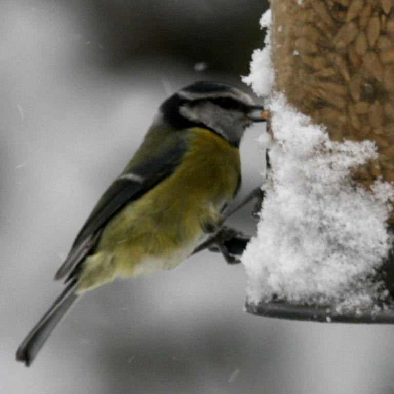 Blue Tit