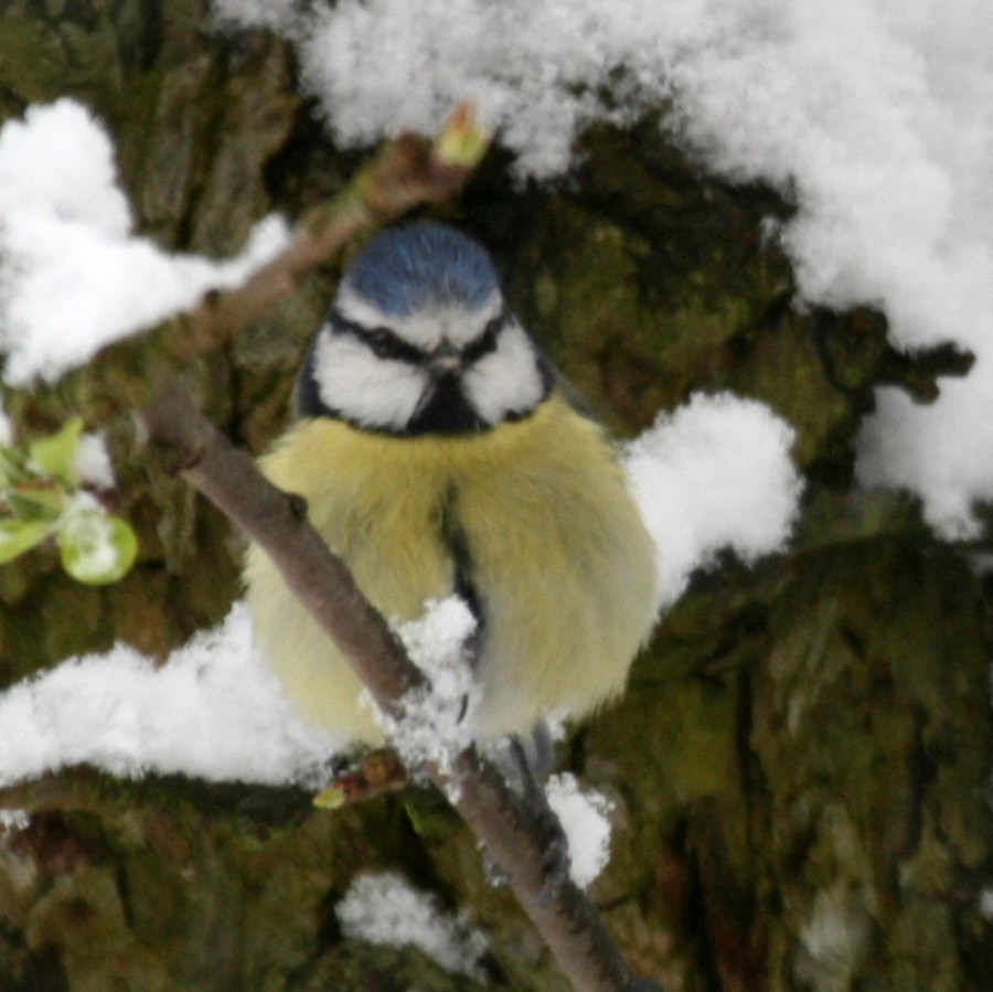Blue Tit